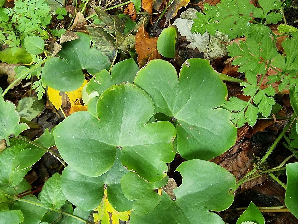 Hepatica nobilis  Fall,Geotagged,Hepatica nobilis,Liverleaf,Montenegro