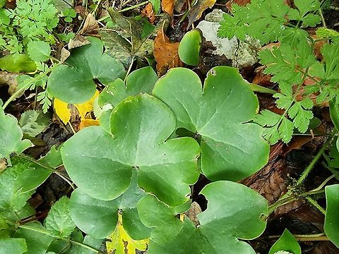 Hepatica nobilis  Fall,Geotagged,Hepatica nobilis,Liverleaf,Montenegro