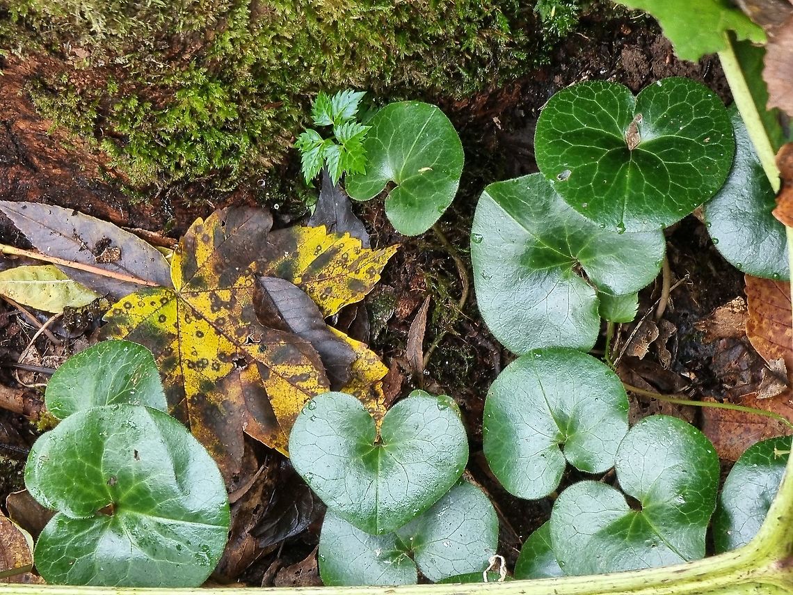 Asarum europaeum  Asarum europaeum,European wild ginger,Fall,Geotagged,Montenegro
