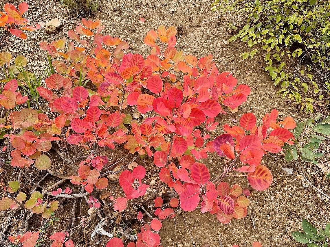 Cotinus coggygria  Cotinus coggygria,Fall,Geotagged,Montenegro,Smokebush