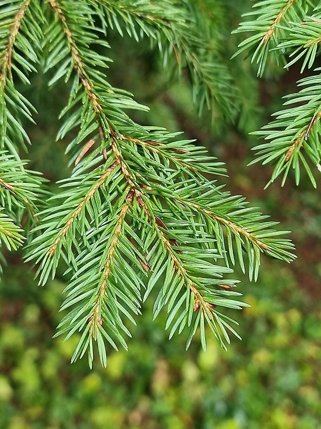 Picea abies  Fall,Geotagged,Montenegro,Norway spruce,Picea abies