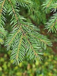 Picea abies  Fall,Geotagged,Montenegro,Norway spruce,Picea abies