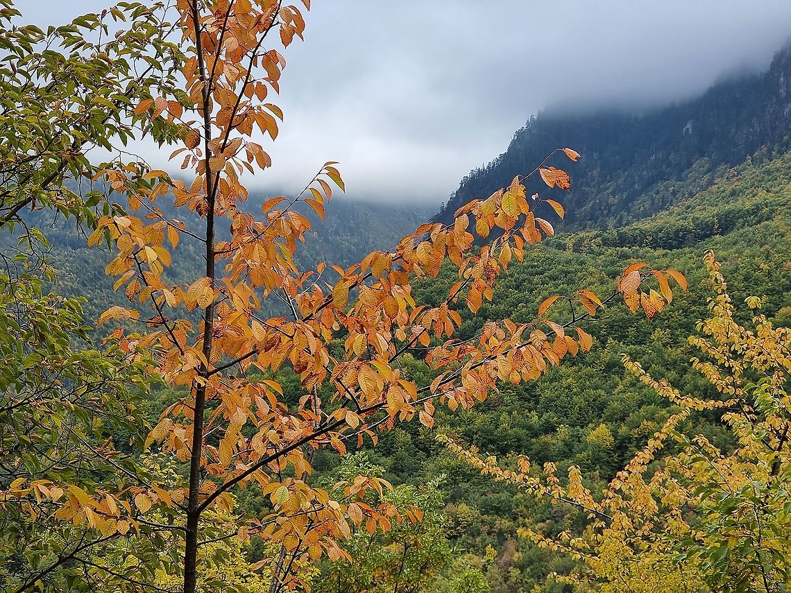 Prunus avium  Fall,Geotagged,Montenegro,Prunus avium,Wild cherry
