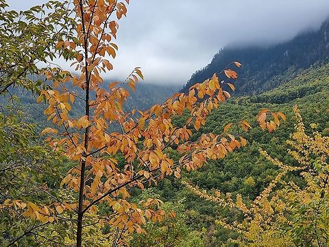 Prunus avium  Fall,Geotagged,Montenegro,Prunus avium,Wild cherry