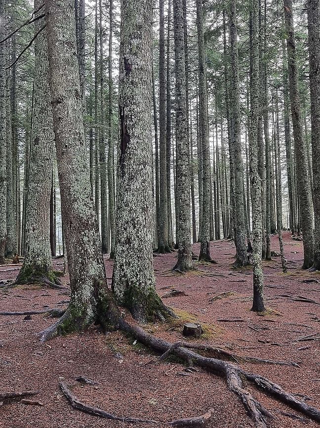 Picea abies  Fall,Geotagged,Montenegro,Norway spruce,Picea abies