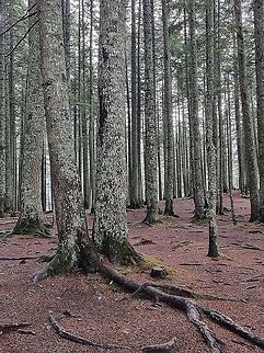 Picea abies  Fall,Geotagged,Montenegro,Norway spruce,Picea abies