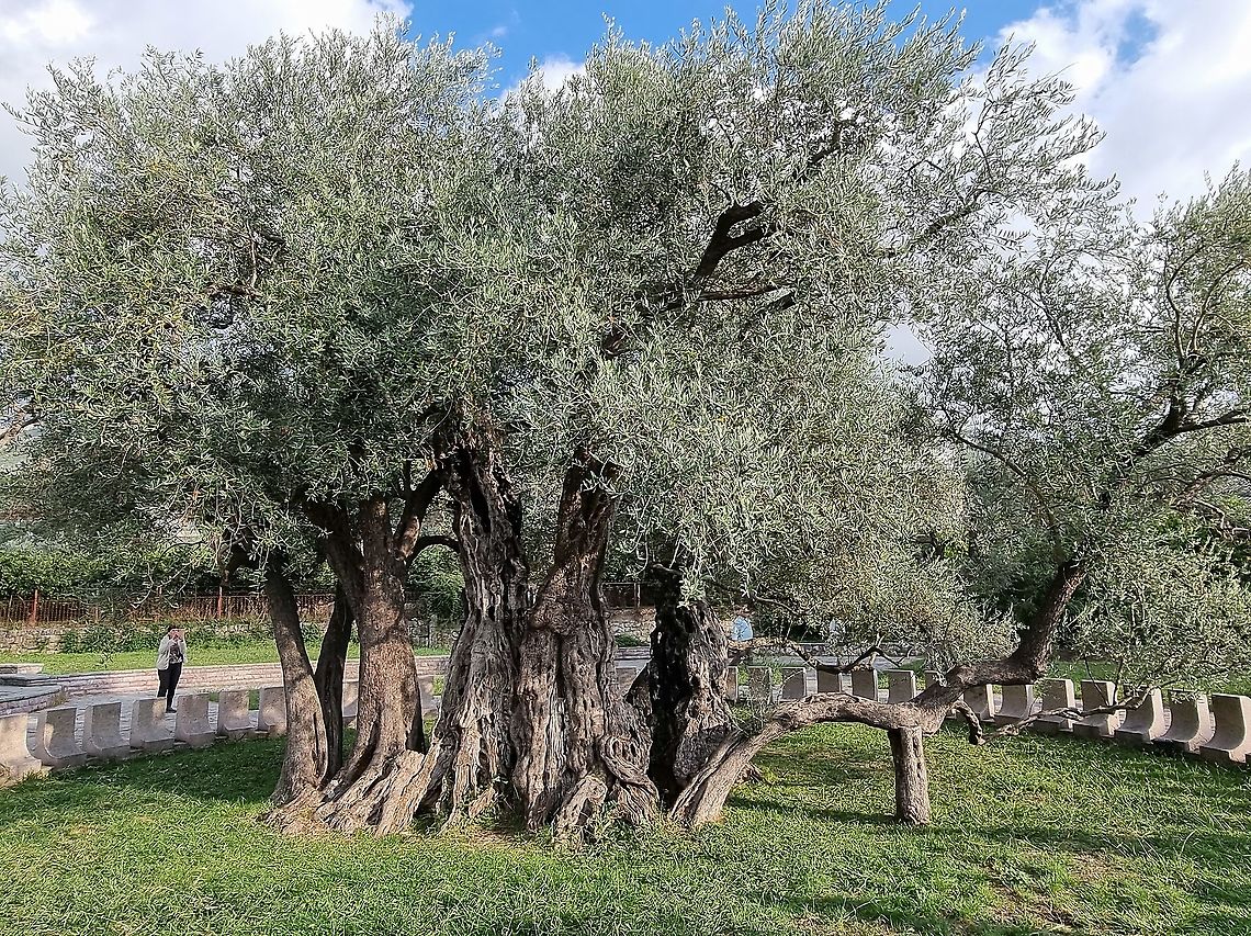 Olea europaea - a 2200 years old tree  Fall,Geotagged,Montenegro,Olea europaea,Olive Tree
