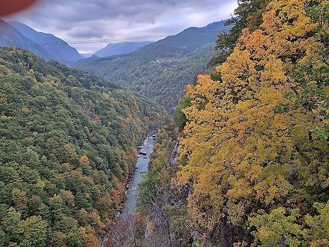 Acer campestre  Acer campestre,Fall,Field maple,Geotagged,Montenegro
