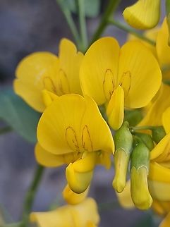 Colutea arborescens  Bladder-Senna,Colutea arborescens,Fall,Geotagged,Montenegro