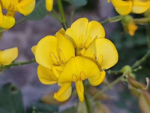 Colutea arborescens  Bladder-Senna,Colutea arborescens,Fall,Geotagged,Montenegro