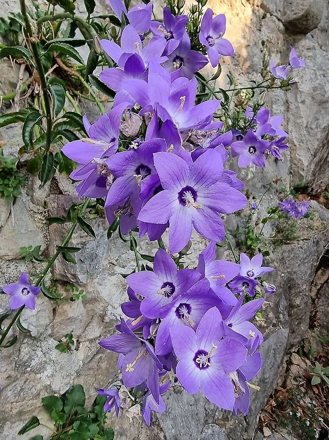 Campanula versicolor  Campanula versicolor,Fall,Geotagged,Montenegro