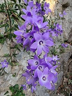 Campanula versicolor  Campanula versicolor,Fall,Geotagged,Montenegro