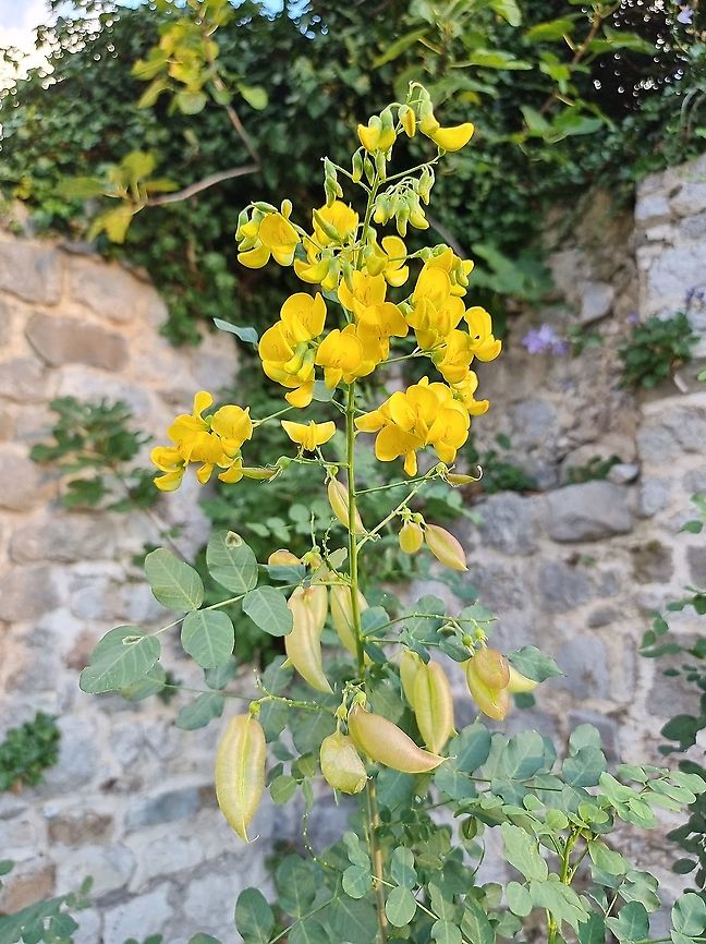 Colutea arborescens  Bladder-Senna,Colutea arborescens,Fall,Geotagged,Montenegro
