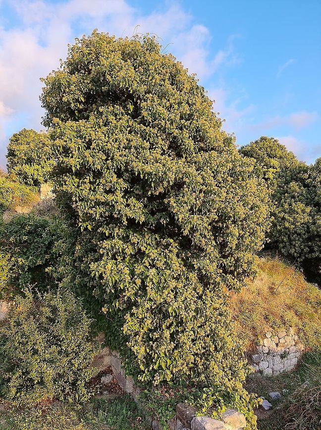 Hedera helix  English ivy,Fall,Geotagged,Hedera helix,Montenegro