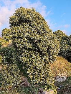 Hedera helix  English ivy,Fall,Geotagged,Hedera helix,Montenegro