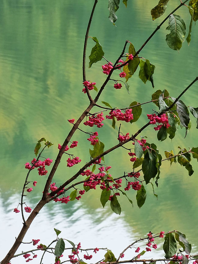 Euonymus europaea  Euonymus europaeus,European spindle,Fall,Geotagged,Montenegro