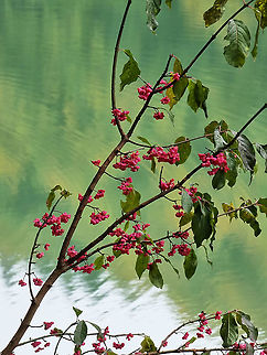 Euonymus europaea  Euonymus europaeus,European spindle,Fall,Geotagged,Montenegro