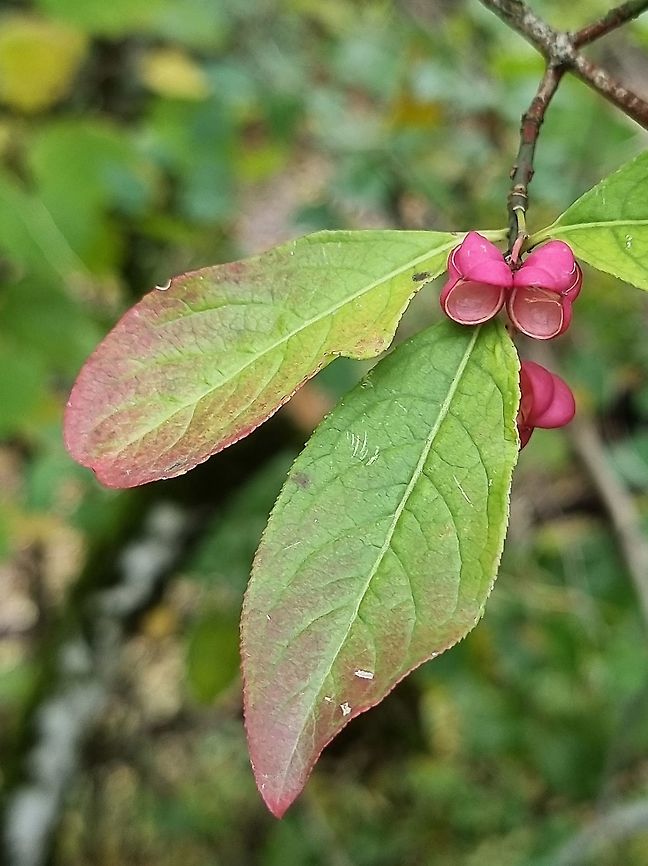 Euonymus europaea  Euonymus europaeus,European spindle,Fall,Geotagged,Montenegro