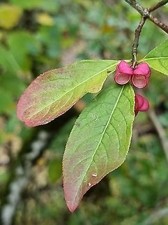 Euonymus europaea  Euonymus europaeus,European spindle,Fall,Geotagged,Montenegro