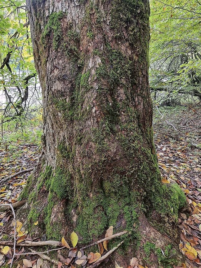 Ulmus glabra - over 300 years old tree  Fall,Geotagged,Montenegro,Ulmus glabra