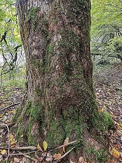 Ulmus glabra - over 300 years old tree  Fall,Geotagged,Montenegro,Ulmus glabra