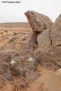 Pancratium sickenbergeri Pancratium sickenbergeri in one of its most remote sites, S Israel, S Negev Desert, Casui Sands Fall,Geotagged,Israel,Pancratium sickenbergeri,Rain flower