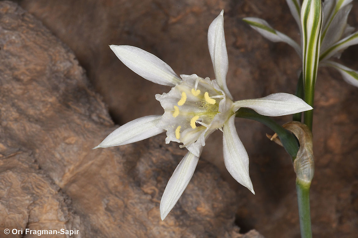 Pancratium sickenbergeri Pancratium sickenbergeri in one of its most remote sites, S Israel, S Negev Desert, Casui Sands Fall,Geotagged,Israel,Pancratium sickenbergeri,Rain flower