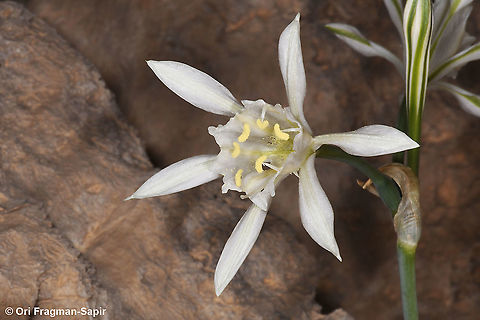 Pancratium sickenbergeri Pancratium sickenbergeri in one of its most remote sites, S Israel, S Negev Desert, Casui Sands Fall,Geotagged,Israel,Pancratium sickenbergeri,Rain flower