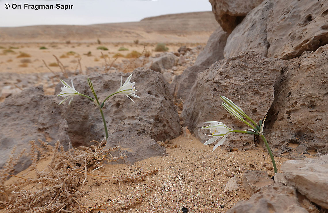 Pancratium sickenbergeri Pancratium sickenbergeri in one of its most remote sites, S Israel, S Negev Desert, Casui Sands Fall,Geotagged,Israel,Pancratium sickenbergeri,Rain flower