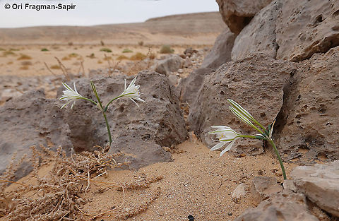 Pancratium sickenbergeri Pancratium sickenbergeri in one of its most remote sites, S Israel, S Negev Desert, Casui Sands Fall,Geotagged,Israel,Pancratium sickenbergeri,Rain flower