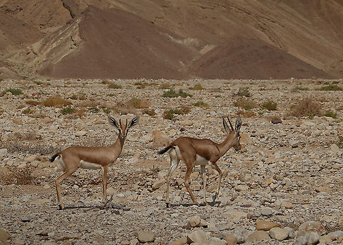 Gazella dorcas  Dorcas gazelle,Fall,Gazella dorcas,Geotagged,Israel