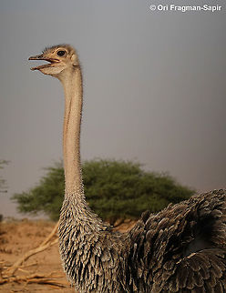 Ostrich  Fall,Geotagged,Israel,Ostrich,Struthio camelus