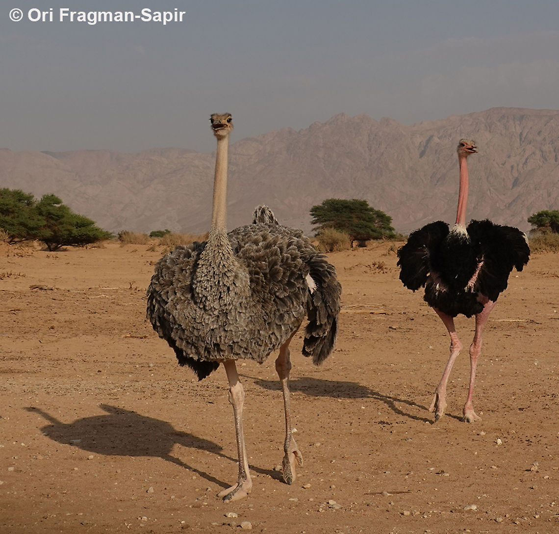 Ostrich  Fall,Geotagged,Israel,Ostrich,Struthio camelus