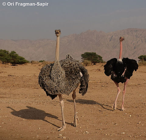 Ostrich  Fall,Geotagged,Israel,Ostrich,Struthio camelus