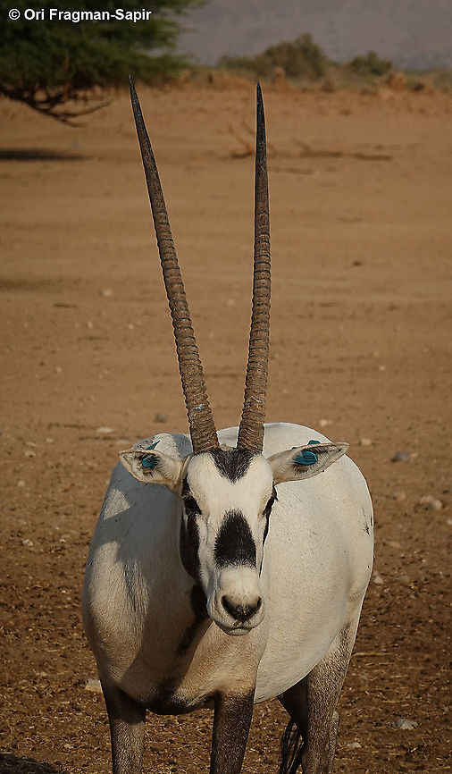 Arabian oryx  Arabian oryx,Fall,Geotagged,Israel,Oryx leucoryx