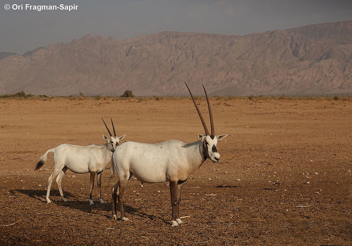 Arabian oryx  Arabian oryx,Fall,Geotagged,Israel,Oryx leucoryx