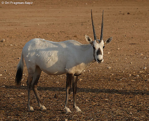 Arabian oryx  Arabian oryx,Fall,Geotagged,Israel,Oryx leucoryx