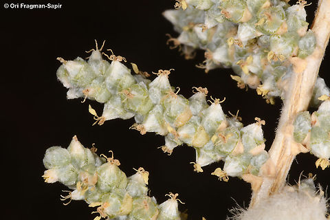 Salsola cyclophylla  Fall,Geotagged,Israel,Salsola cyclophylla