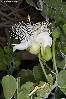 Capparis cartilaginea  Capparis cartilaginea,Fall,Geotagged,Israel