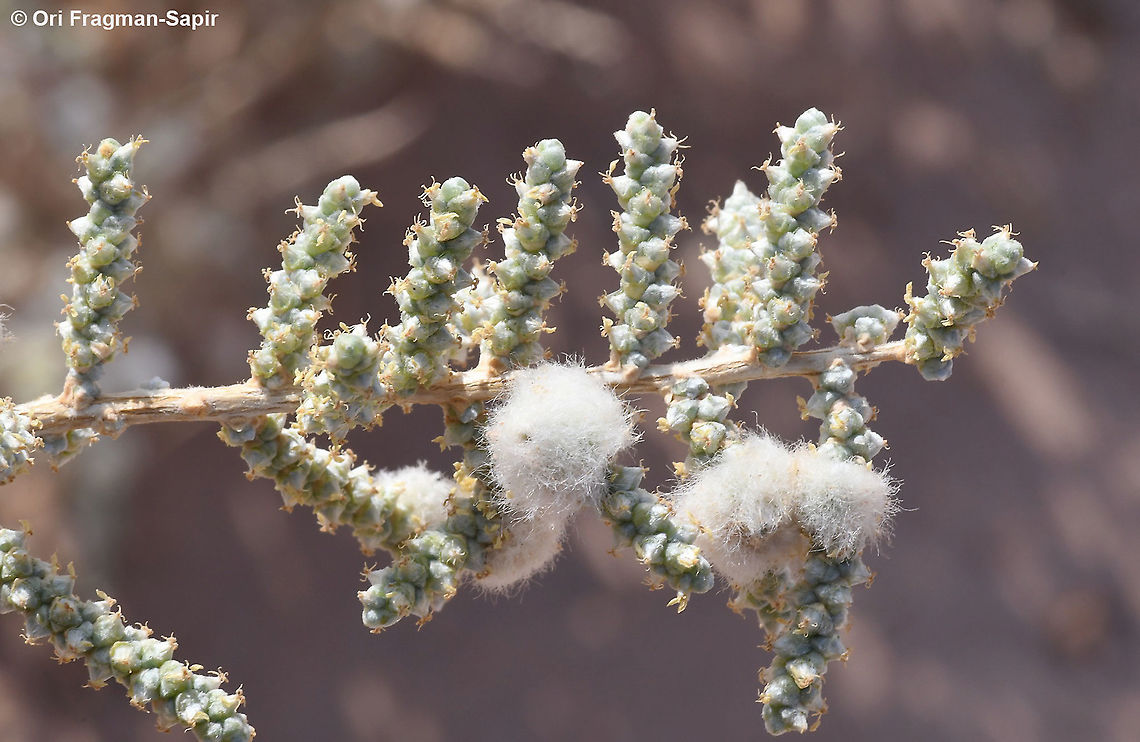 Salsola cyclophylla  Fall,Geotagged,Israel,Salsola cyclophylla