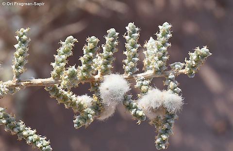 Salsola cyclophylla  Fall,Geotagged,Israel,Salsola cyclophylla