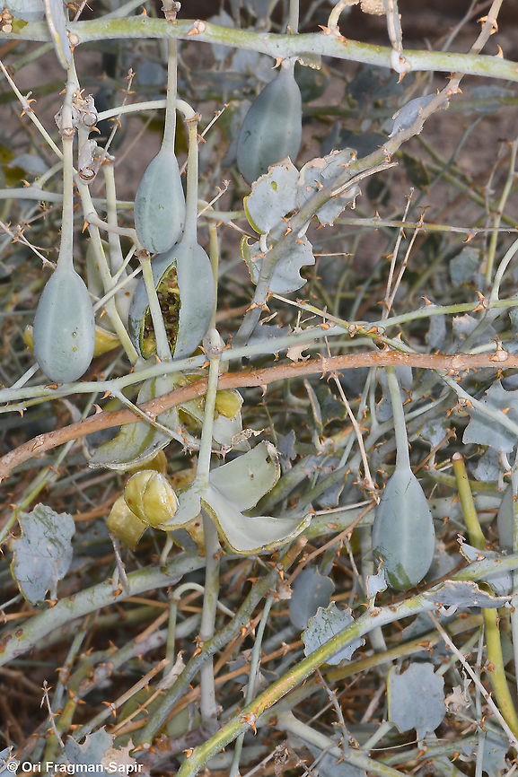 Capparis aegyptia  Capparis aegyptia,Egyptian Caper,Fall,Geotagged,Israel