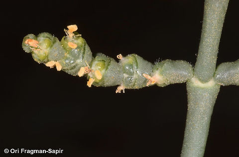 Haloxylon salicornicum  Fall,Geotagged,Haloxylon salicornicum,Israel