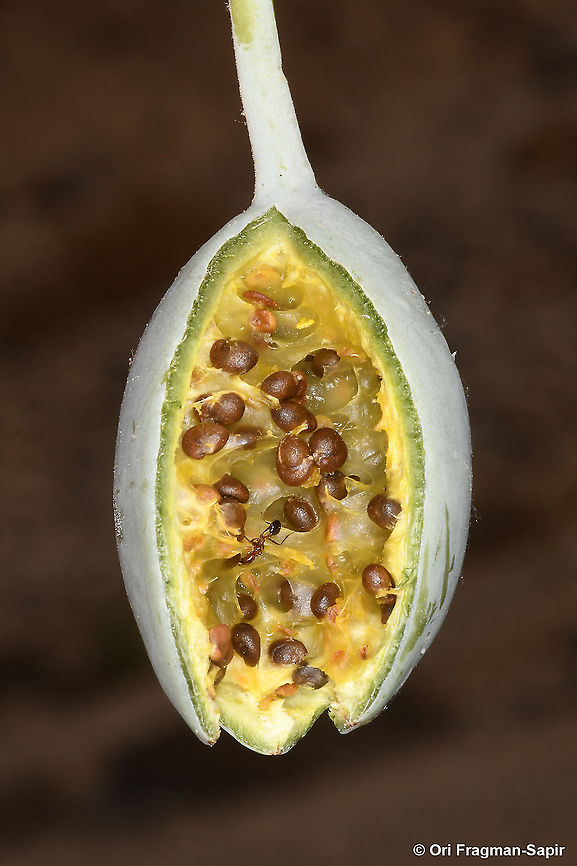Capparis aegyptia  Capparis aegyptia,Egyptian Caper,Fall,Geotagged,Israel
