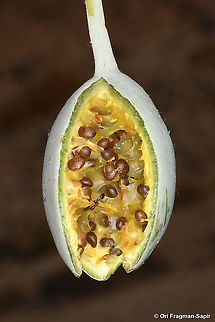 Capparis aegyptia  Capparis aegyptia,Egyptian Caper,Fall,Geotagged,Israel