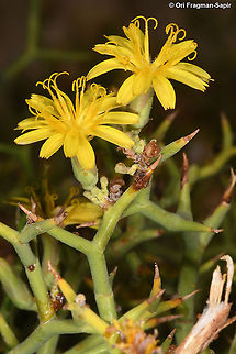 Launaea spinosa  Fall,Geotagged,Israel,Launaea spinosa