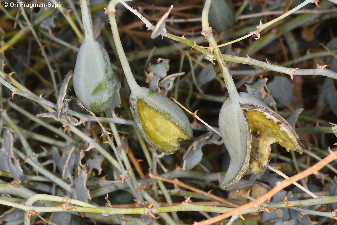 Capparis aegyptia  Capparis aegyptia,Egyptian Caper,Fall,Geotagged,Israel