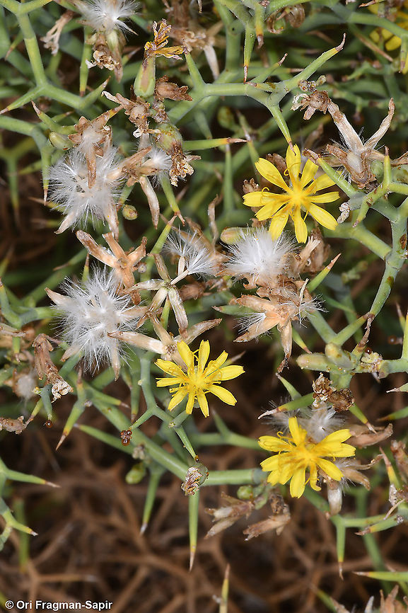 Launaea spinosa  Fall,Geotagged,Israel,Launaea spinosa