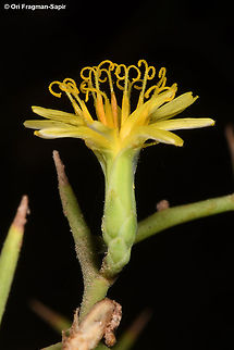 Launaea spinosa  Fall,Geotagged,Israel,Launaea spinosa