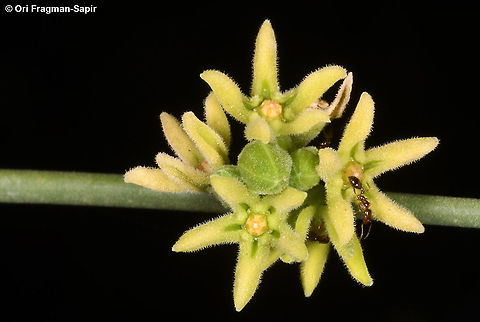 Leptadenia pyrotechnica  Fall,Geotagged,Israel,Leptadenia pyrotechnica
